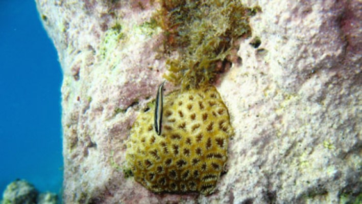 Blennies (9) - copia_61